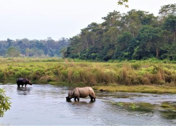 One horned rhino drinking water at Chitwan National Park Tour